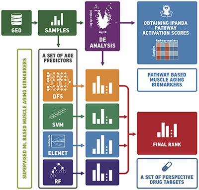 Machine Learning on Human Muscle Transcriptomic Data for Biomarker Discovery and Tissue-Specific Drug Target Identification